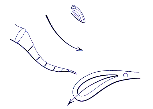Forceps de Levret ; position inapplicable