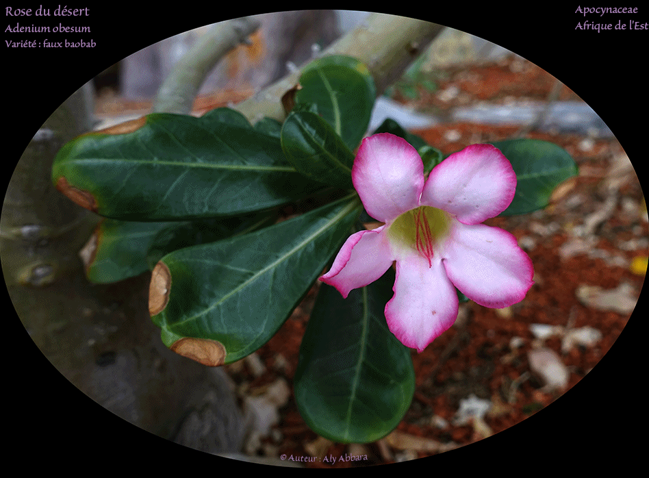 Adenium obesum - variété faux baobab - Rose du désert - Famille des Apocynaceae - وردة الصحراء  - فصيلة الدِفْليات