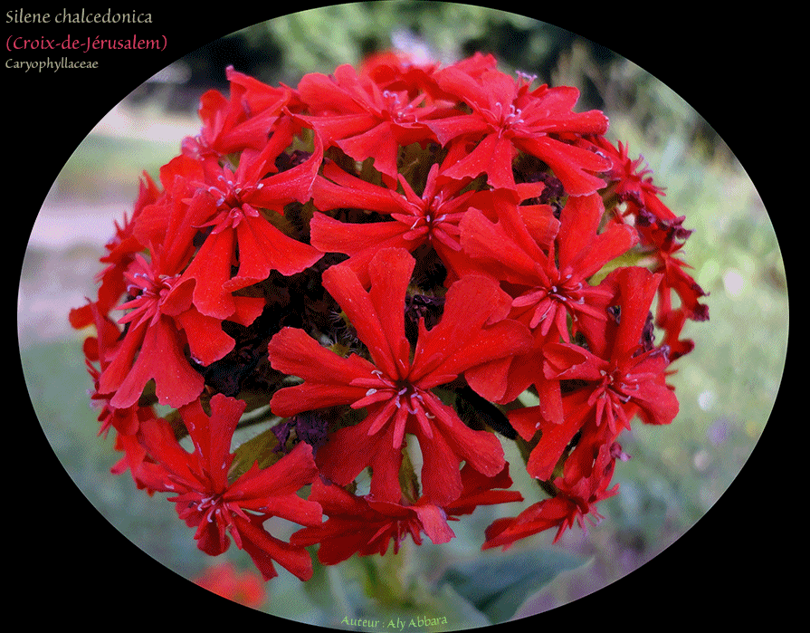 Croix-de-Jérusalem - Silene chalcedonica  - صليب القدس  - من فصيلة  القَرَنْفُليات