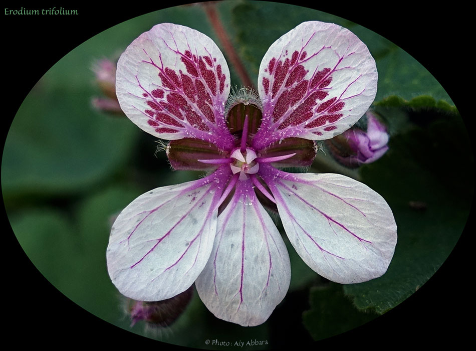 Feuille de l'Erodium trifolium - Famille des Geraniaceae - اِيروديوم من فصيلة العُرْنوقيات - Afrique du Nord