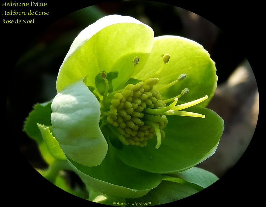 Helleborus lividus - Hellébore de Corse  - خَرْبَق جزيرة كورسيكا