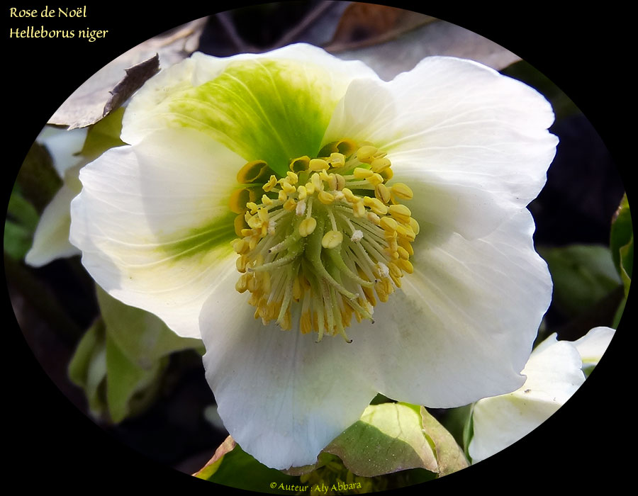 Rose de Noël - Rose de l'Hiver (Helleborus niger - Hellébore noir) - خَرْبَق أو وردة عيد الميلاد - وردة الشتاء