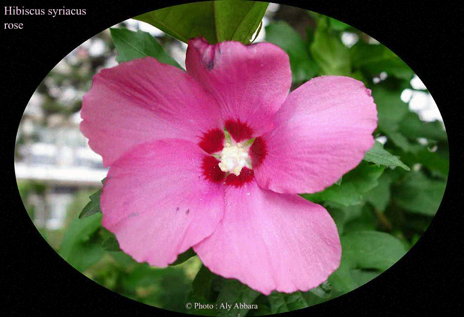 Hibiscus syriacus (Hibiscus de Syrie) rose