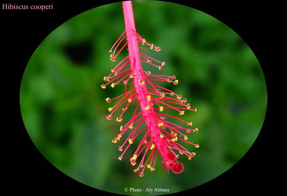 Hibiscus sinensis (Hibiscus de Chine) variété cooperi - نبات الخِطمية  الصينية (من فصيلة الخُبازيات)