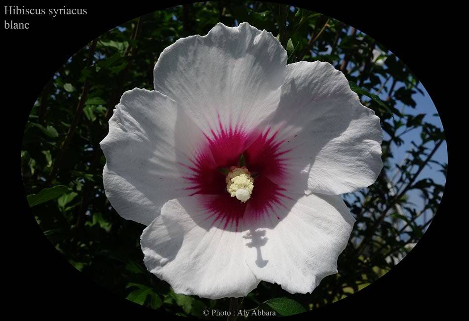 Hibiscus syriacus (Hibiscus de Syrie) blanc - نبات الخِطمية السورية (من فصيلة الخُبازيات)