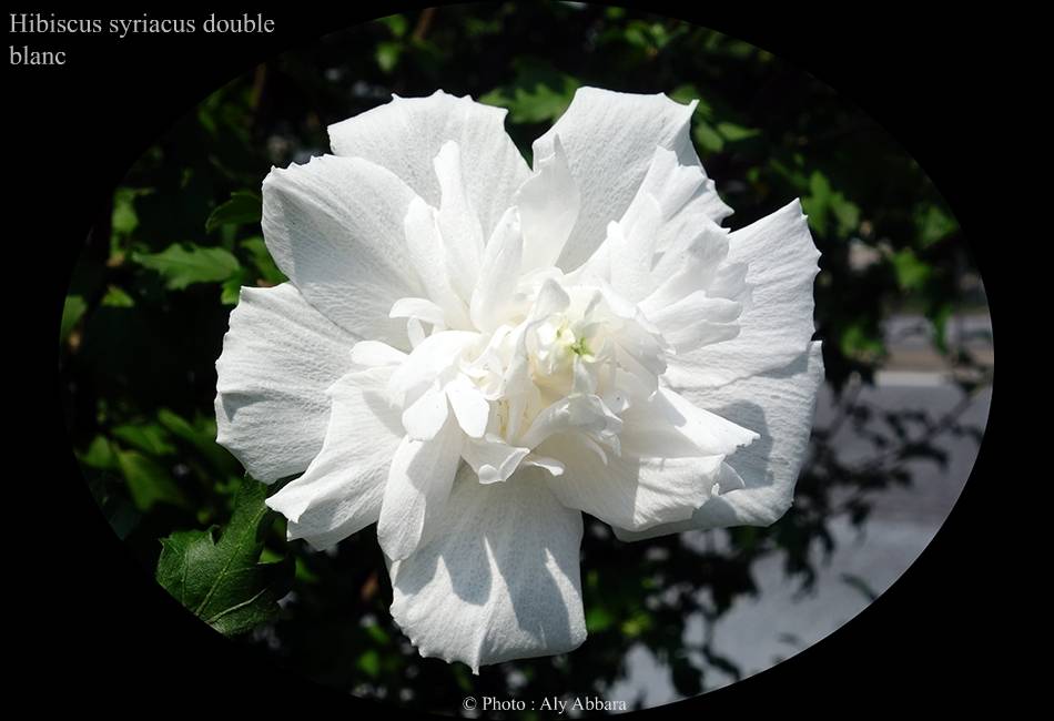 Hibiscus syriacus (Hibiscus de Syrie) blanc double - نبات الخِطمية السورية (من فصيلة الخُبازيات)