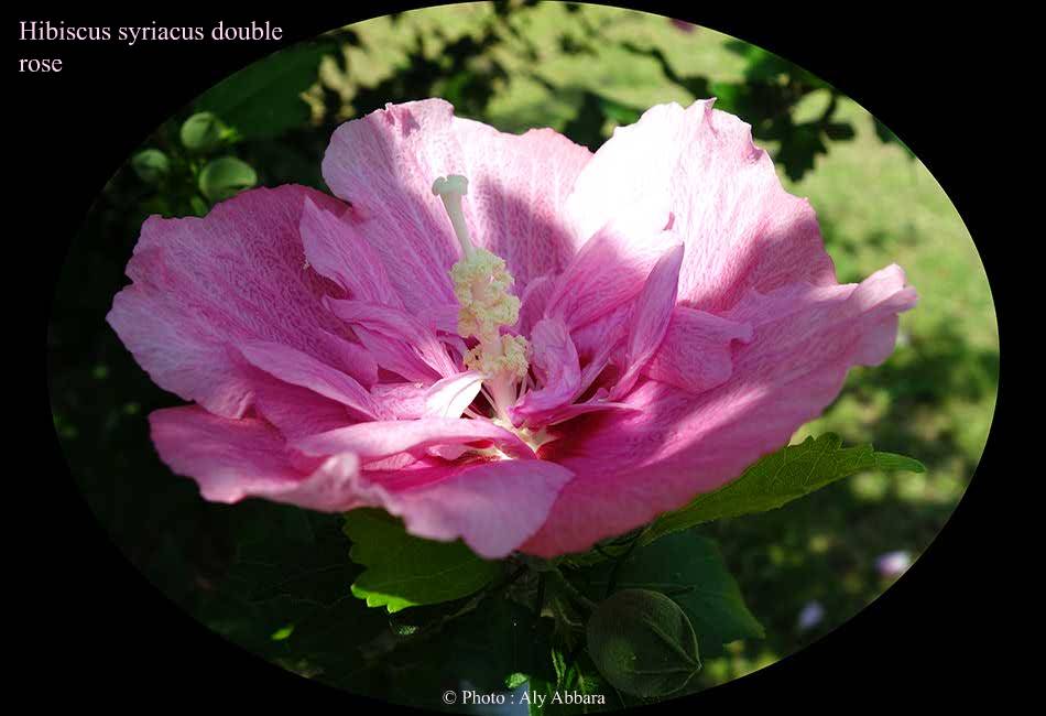 Hibiscus syriacus (Hibiscus de Syrie) rose double - نبات الخِطمية السورية (من فصيلة الخُبازيات)