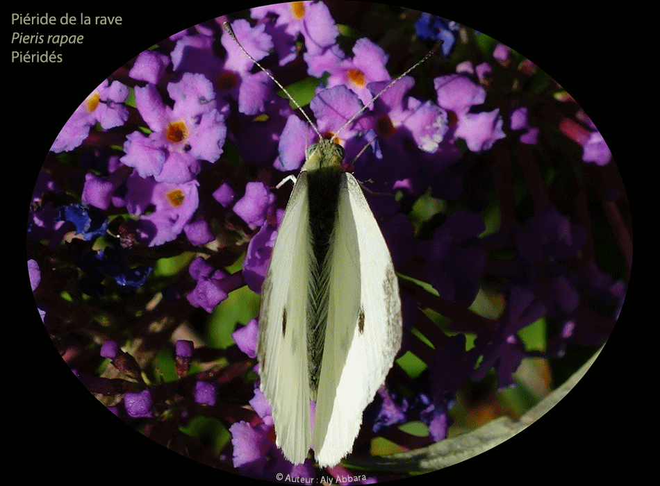Piéride blanche  - Piéride de la rave - Pieris rapae - De la famille des Piéridés