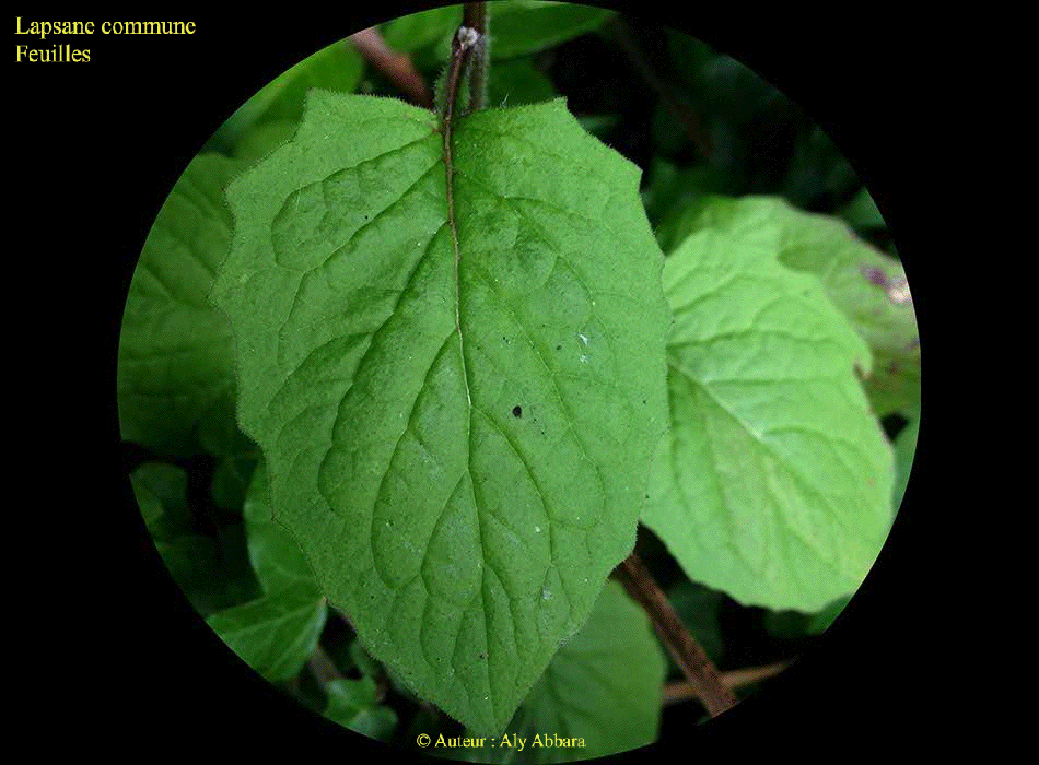 Lapsane commune (Lampsane) : feuilles de la plante