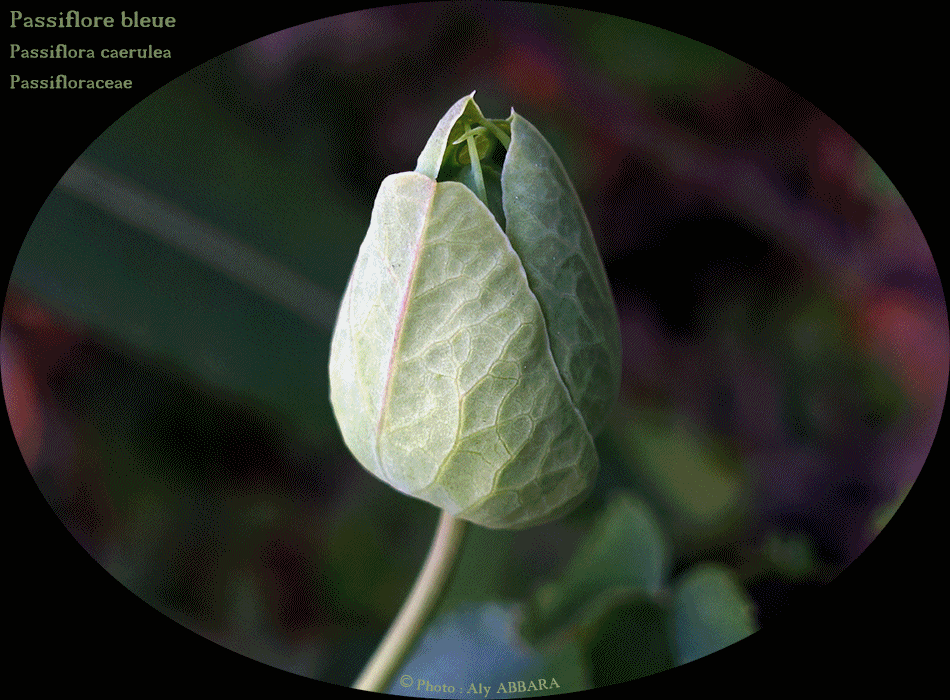 Passiflore bleue - Passiflora caerulea - la d'une fleur