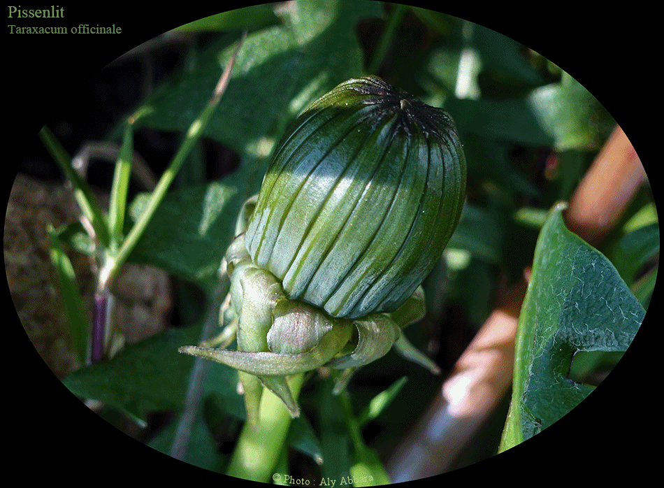 Bourgeons du Pissenlit ou Taraxacum officinale - Famille des Asteraceae ou des Composées - الهِنْدَب أو الهِنْدِباء البرِيَّة - من فصيلة النَجميات أو المرَكَبات