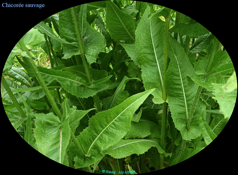 Chicorée sauvage - Famille des Asteraceae ou des Composées - الهِنْدَب أو الهِنْدِباء - من فصيلة النَجميات أو المرَكَبات