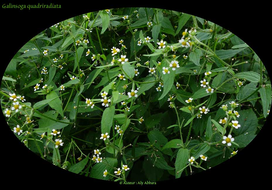 Galinsoga quadriradiata (de la famille des Composées) - Colonies
