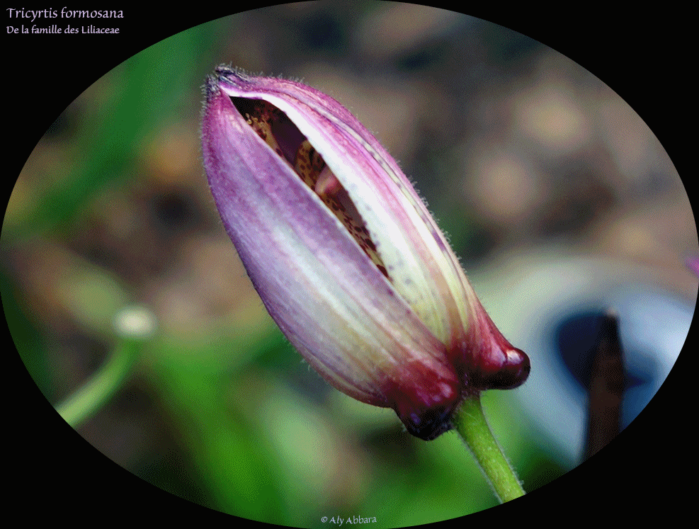 Tricyrtis formosana de la famille des Liliaceae - Originaire d'Asie - Taïwan