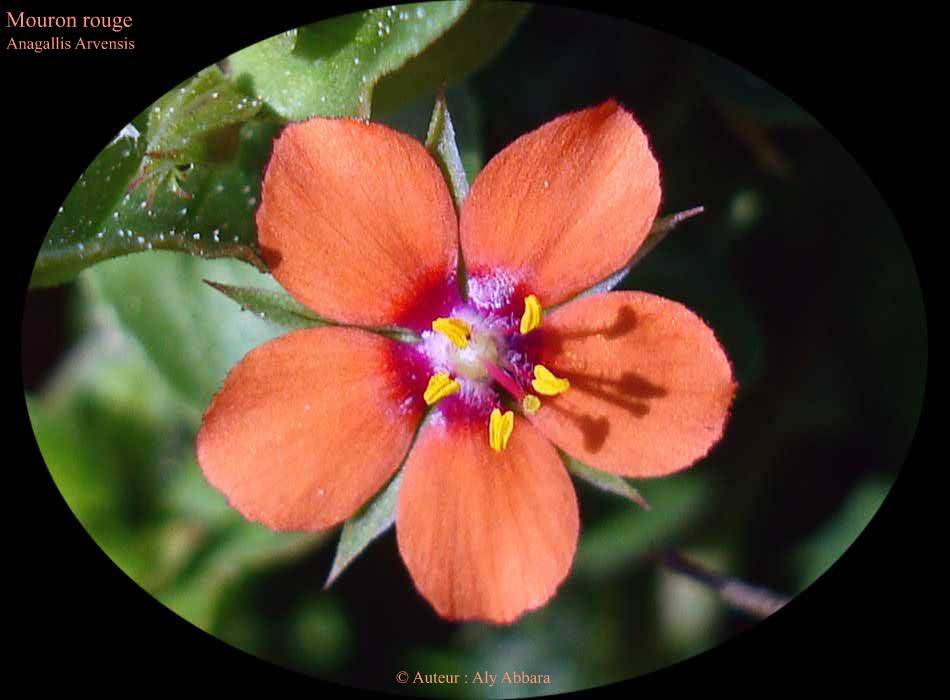 Mouron rouge : fleur rouge orange à cinq pétales et cinq sépales