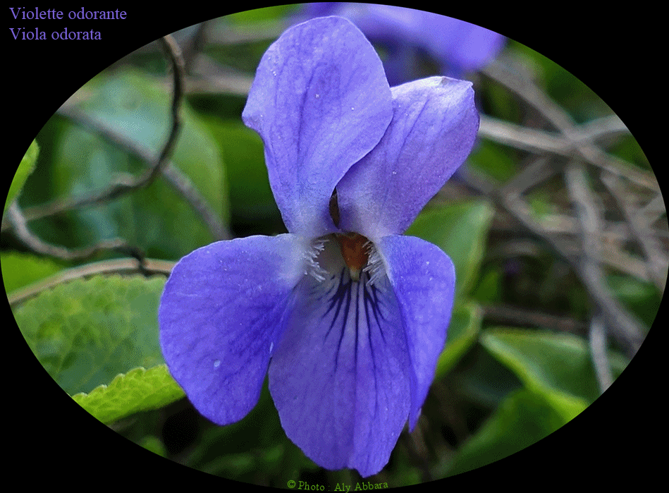 Violette odorante - Viola odorata - Famille des Violaceae - البنفسج العطري - من فصيلة البنفسجيات