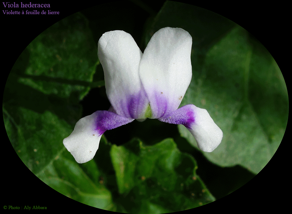 Violette à feuille de lierre (Viola hederacea)