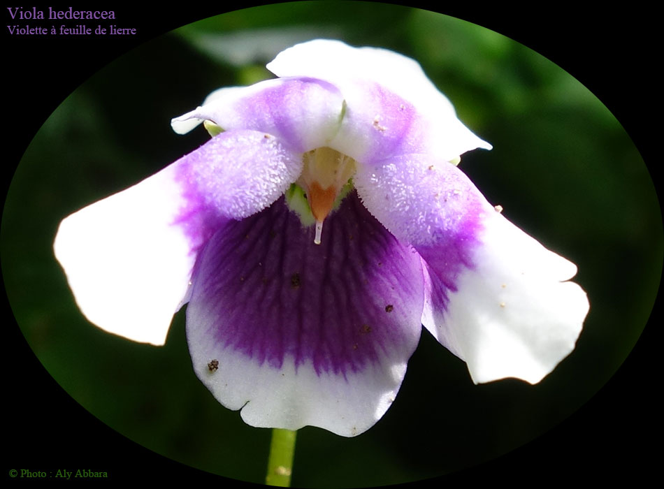 Violette à feuille de lierre (Viola hederacea) - Famille des Violaceae - بنفسج بورق اللَبلاب - من فصيلة البنفسجيات
