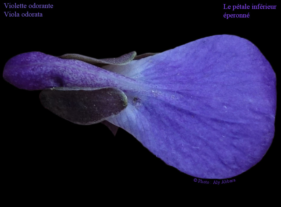 Violette odorante - Viola odorata - le pétale inférieur et son éperon