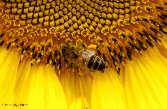 Une abeille se nourrissant sur une fleur de tournesol