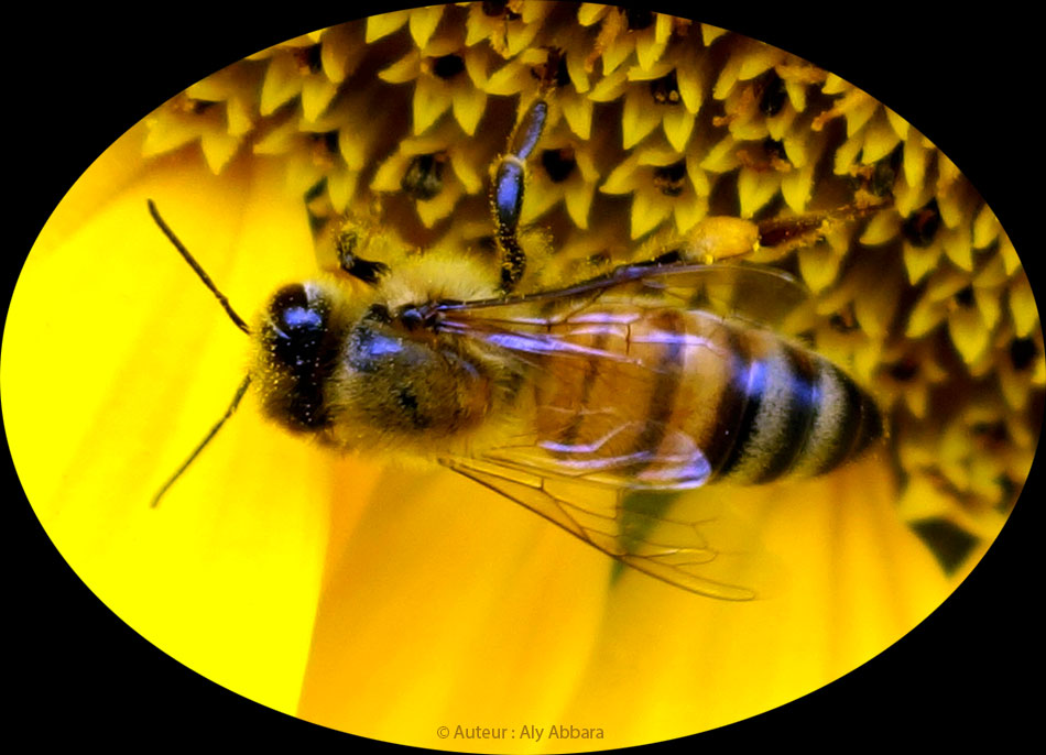 Une abeille se nourrissant du nectar d'une fleur de tournesol