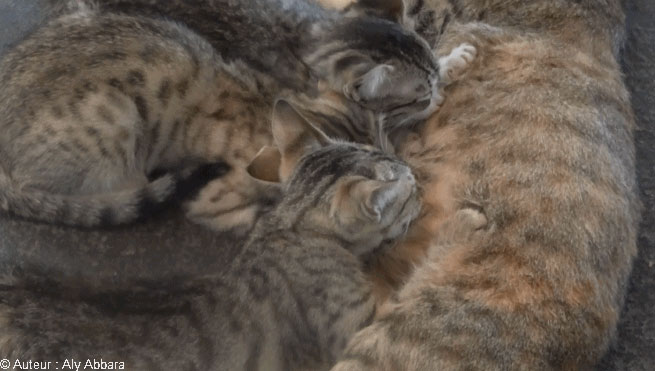 Chatte allaitant ses trois chatons -  قِطَة ترضع صِغارها الثلاث