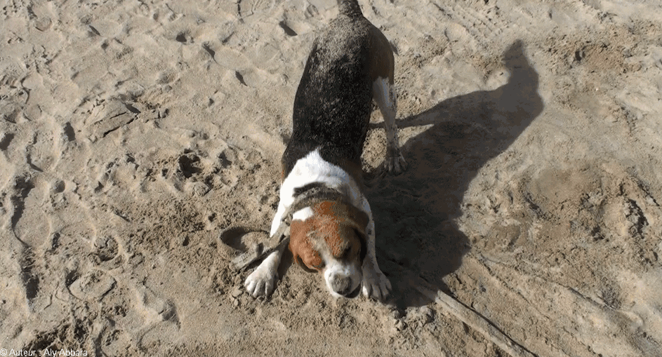 Chien prenant un bain de sable  - كلبٌ يلعب بالرمل
