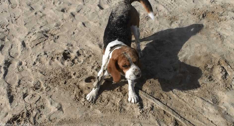 Chien prenant un bain de sable  - كلبٌ يلعب بالرمل