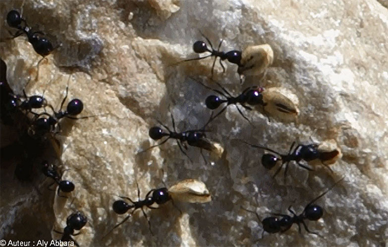 Armée de fourmis déplaçant des grains des plantes vers leur colonie - جيشٌ من النمل ينقل حبوب النبات إلى مستعمرته