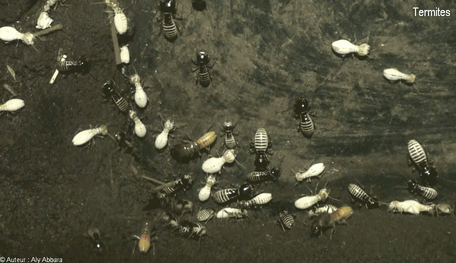 Termites en colonie -مستعمرة من دود الخشب (أرْضة أو سُرْفة)