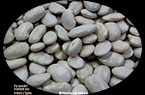 Haricots secs : fassoulia Hab - فاصوليا حَب