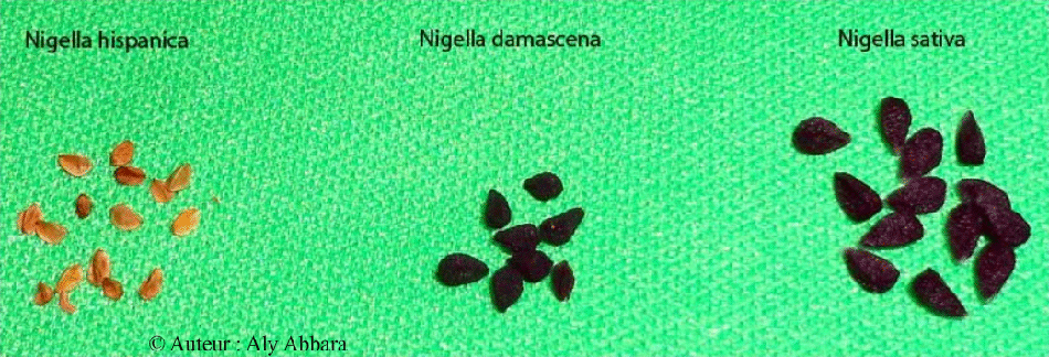 Images comparant l'aspect et la taille des graines des trois nigelles les plus connues :  Nigelle de Damas, Nigelle d'Espagne et Nigella sativa