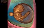 Embryon de 8 SA et 5 jours - composantes anatomiques