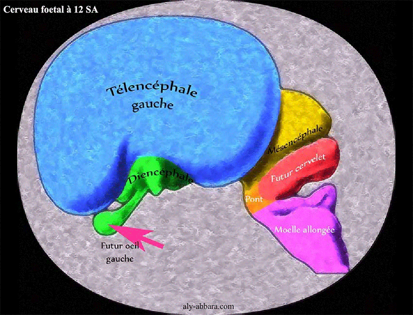 Cerveau foetal à 12 SA - illustration multicolore