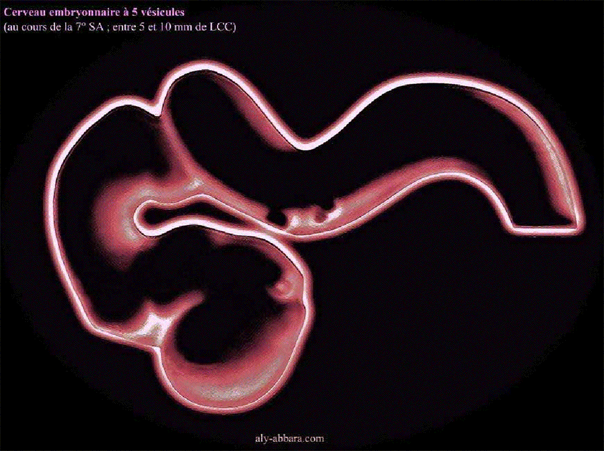 Cerveau embryonnaire à 7 SA - Composition - Illustration