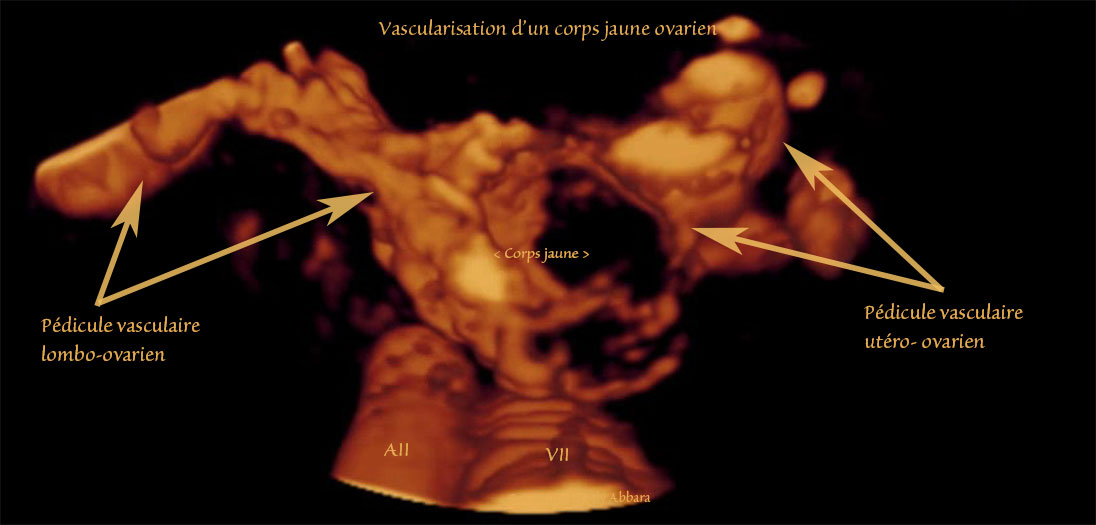 Vascularisation du corps jaune analysée en échographie 3D et Doppler-énergie - الجسم الأصفر وتوعيته الخاصة 