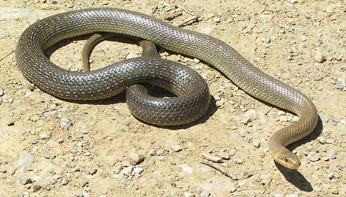 Le serpent d'Asclépios (Elaphe longissimo)