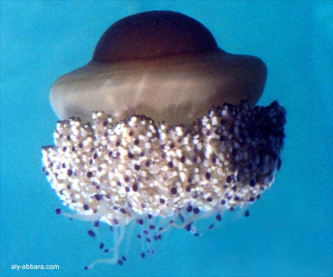 La méduse de mer (profil)