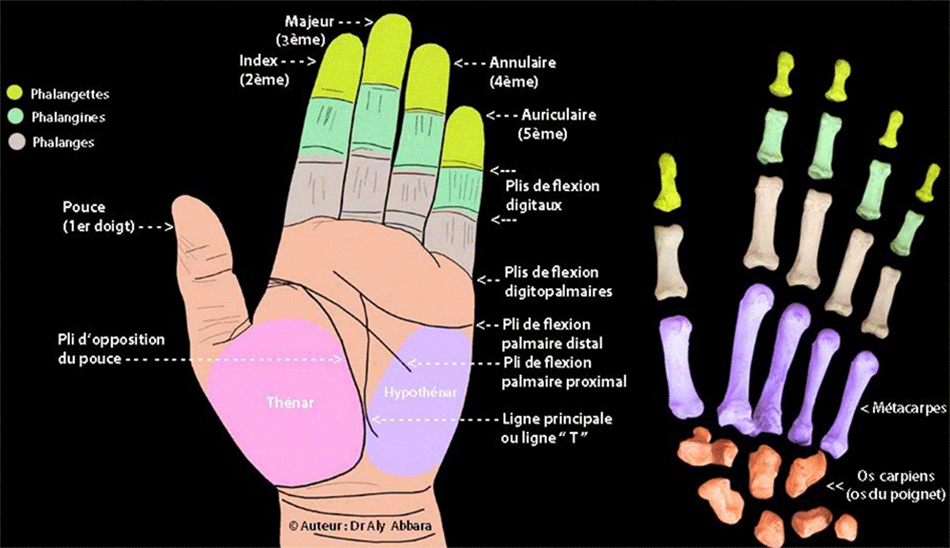 Dermatoglyphes de la main et les os composant la main et le poignet