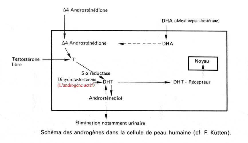 Androgènes : Testostérone - Androstènedione - Déhydroépiandrostérone