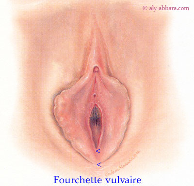 Vulve - anatomie