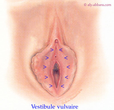 Vulve - anatomie