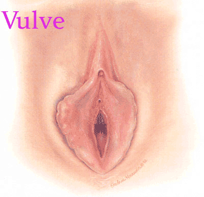 Vulve - anatomie
