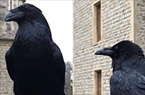 Grands corbeaux de la tour de Londres - Cris