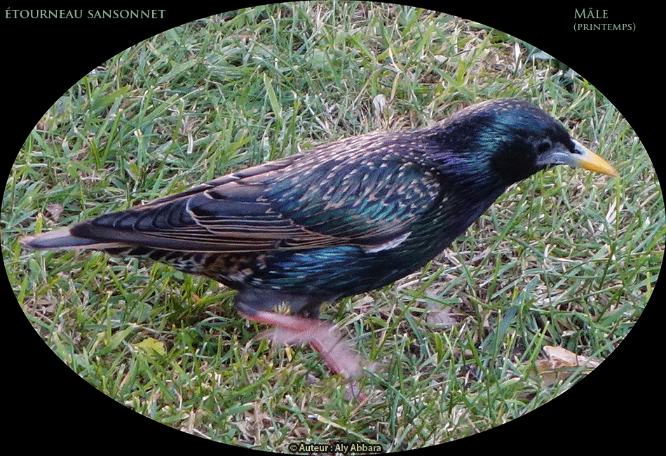 Étourneau sansonnet - Sturnus vulgaris - فرنسا - باريس ـ زُرْزور