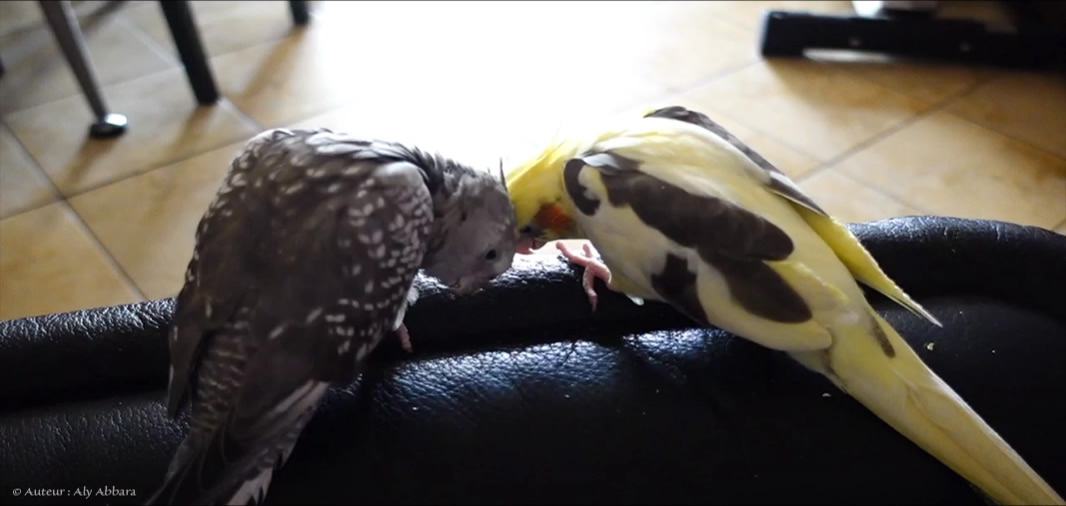 Calopsitte (callopsitte): scène de ménage - mâle inexpérimenté et femelle exigeante