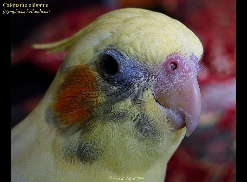 Calopsitte (callopsitte) élégante (perroquet d'Australie - Nymphicus hollandicus) - ببغاء أستراليا