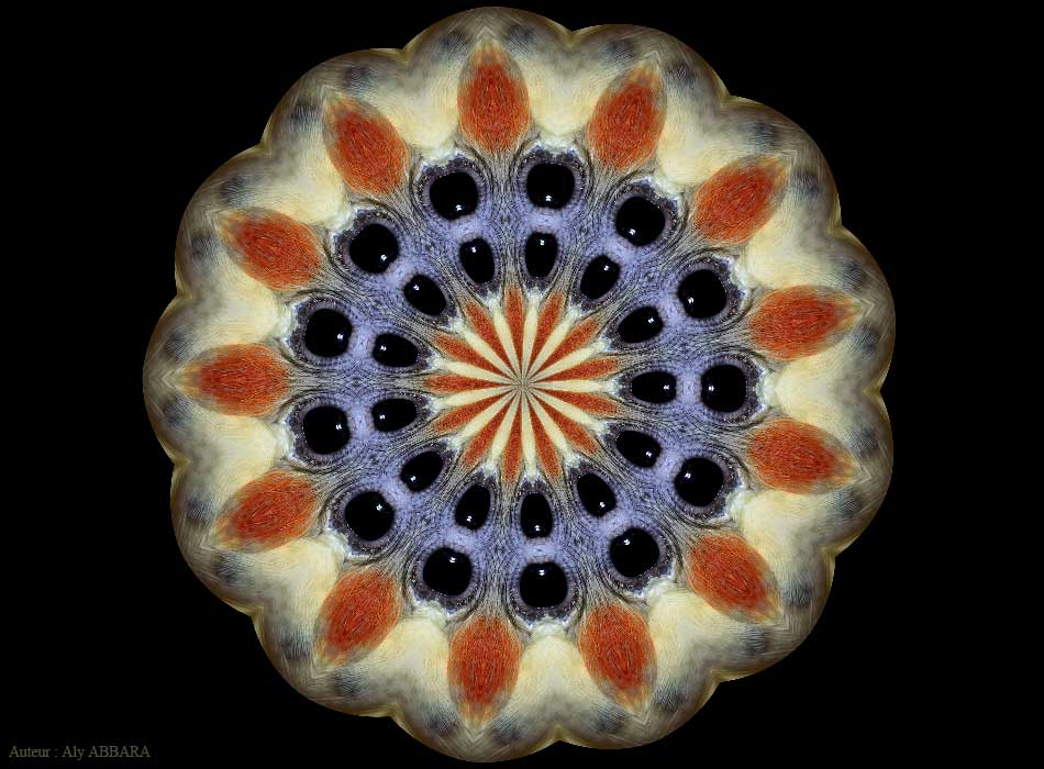 Kaléidoscopie inspirée du Calopsitte (callopsitte) élégante (perroquet d'Australie - Nymphicus hollandicus) - ببغاء أستراليا