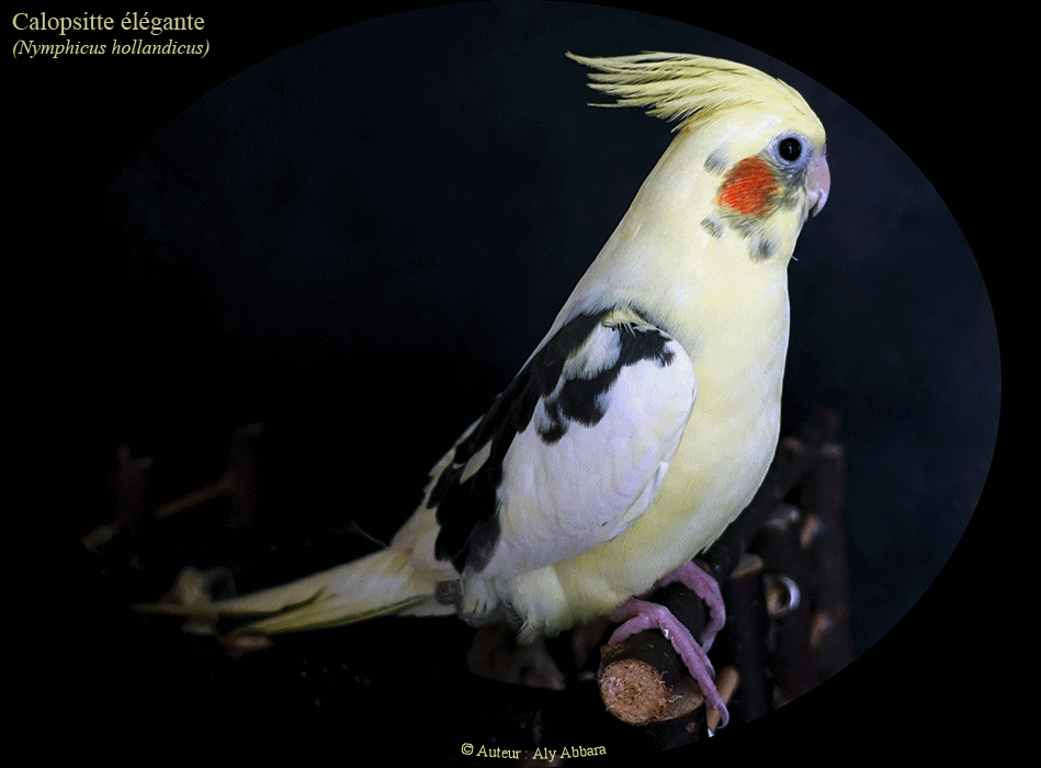 Calopsitte (callopsitte) élégante (perroquet d'Australie - Nymphicus hollandicus) - ببغاء أستراليا