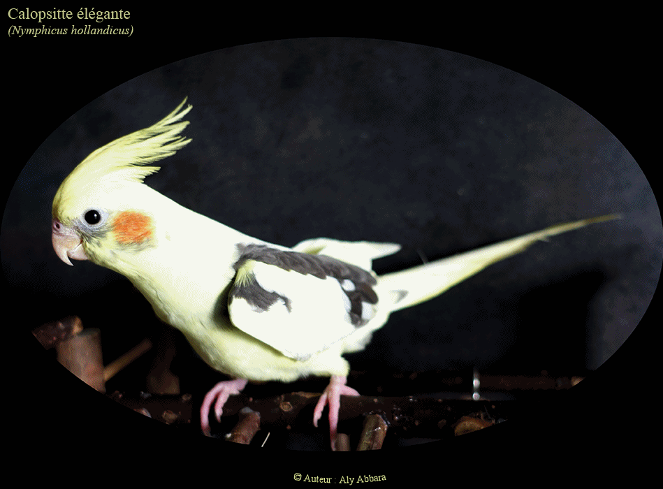 Calopsitte (callopsitte) élégante (perroquet d'Australie - Nymphicus hollandicus) - ببغاء أستراليا